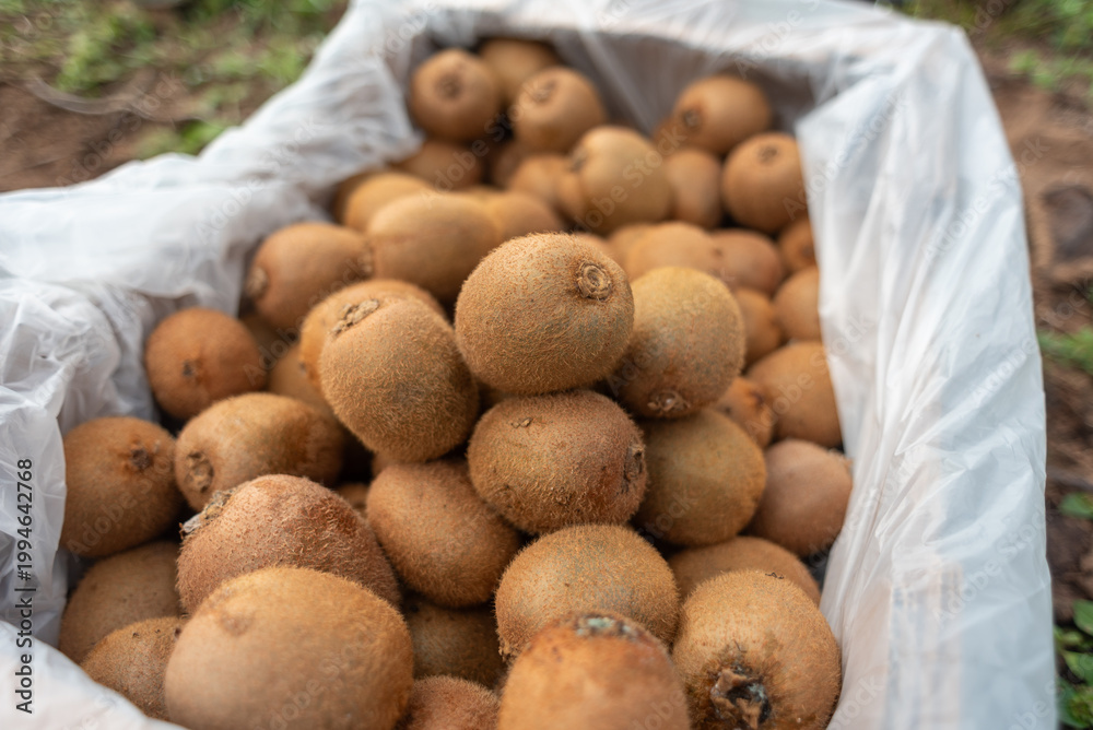 Fototapeta premium Fresh Harvested Kiwis in a Plastic Lined Crate at a Farm