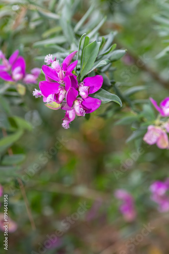 Close up of myrtle leaf milkwort (polygala myrtifolia) flowers in bloom