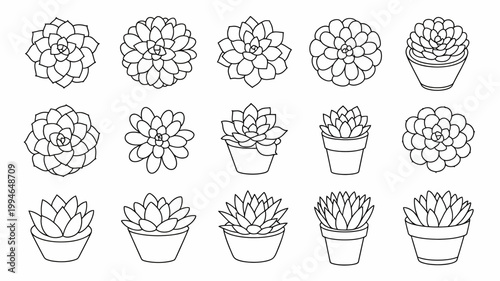 A collection of hand drawn succulent plants in varying shapes and sizes presented as simple line art on a white background high quality professional detailed modern