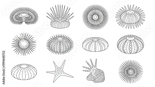A collection of detailed black and white illustrations depicts various sea urchin and starfish species showcasing their unique spines and structures high quality professional modern elegant