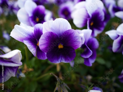 Purple and white pansy flower close up