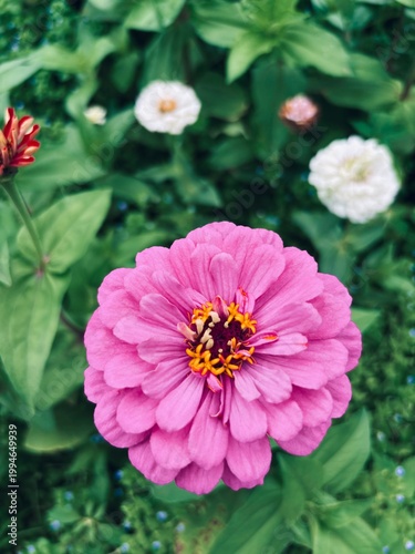pink zinnia flower