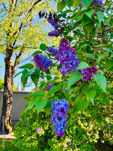 lilac flowers in the garden