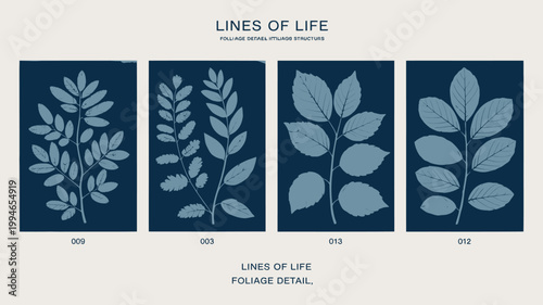 Four cyanotype prints display detailed foliage showcasing delicate leaf structures against a deep navy background with numerical labels high quality professional modern elegant stylish clean crisp