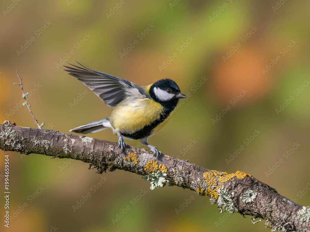 Obraz premium Great Tit Bird Perched on a Branch with Wings Spread
