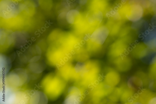 sfondo sfuocato astratto con effetto bokeh di foglie e vari elementi di vegetazione naturale color verde brillante
