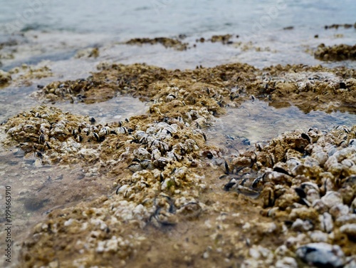 Mediterranean mussel (Mytilus galloprovincialis) in shallow water at Salamina Bay, Greece