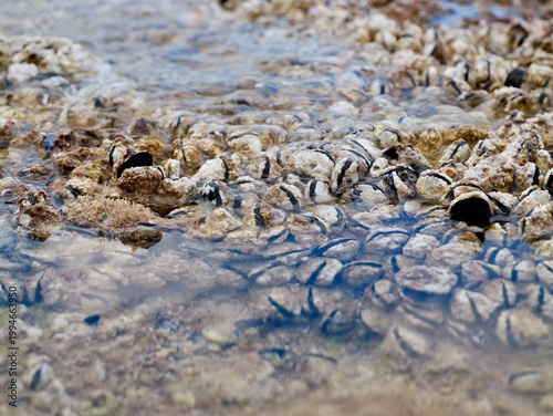 Mediterranean mussel (Mytilus galloprovincialis) in shallow water at Salamina Bay, Greece