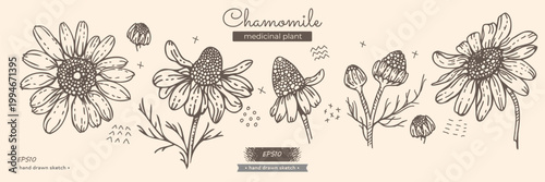 Chamomile, image of plant elements