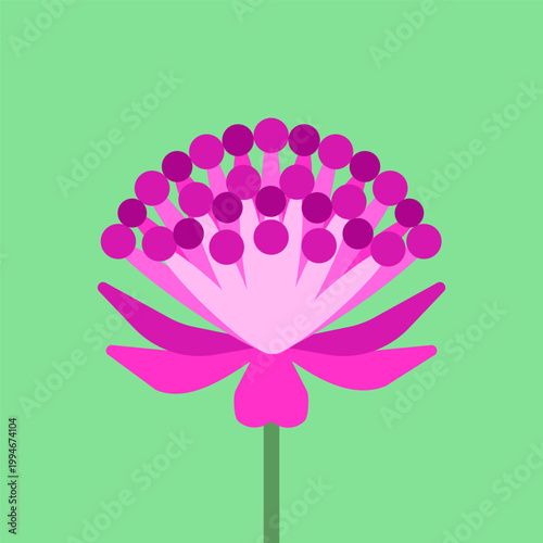 Vector illustration with isolated icon of Astrantia on green background. Beautiful flower of great masterwort with pink  button. Flat minimalist style with simplified shapes