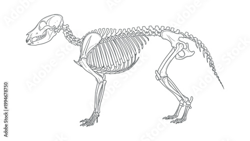 An illustration shows a standing animal skeleton with bones exposed and visible.