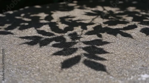 Leaf shadows