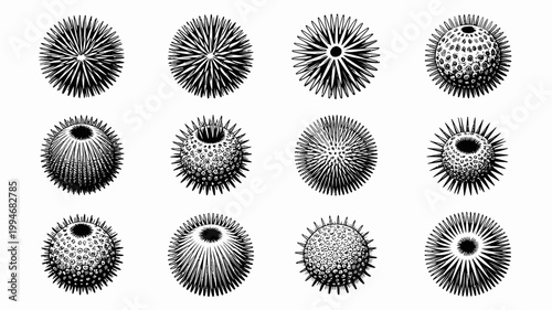 A vintage botanical illustration displays nine sea urchins with varying spine patterns arranged on a stark white background high quality professional detailed modern elegant stylish clean