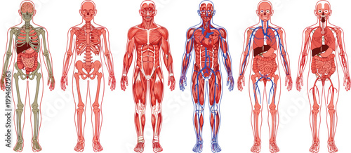 Vector illustration of human anatomy showing skeletal, muscular, circulatory, respiratory and digestive systems in medical design
