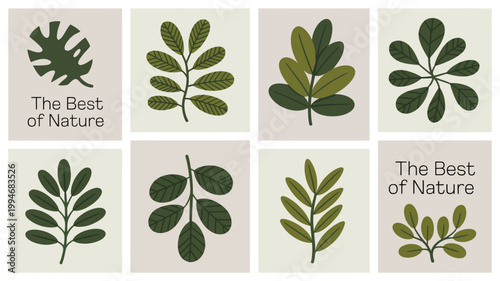 A grid displays various botanical illustrations of leaves showcasing different shapes and arrangements in shades of green high quality professional detailed modern elegant stylish clean crisp