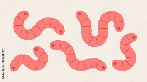 An illustration depicts four segmented reddish pink worms or larvae arranged on a pale beige background showcasing their curved undulating forms high quality professional detailed modern