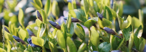 Fotografia Periwinkle Plant Buds and Green Leaves Bathed in Soft Sunlight Glow Outdoor Natu