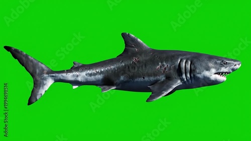 Great White Shark Swimming Side Angle Isolated On Green Background