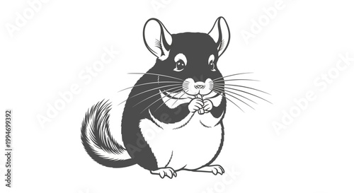 Cute chinchilla illustration sitting on white background eating food