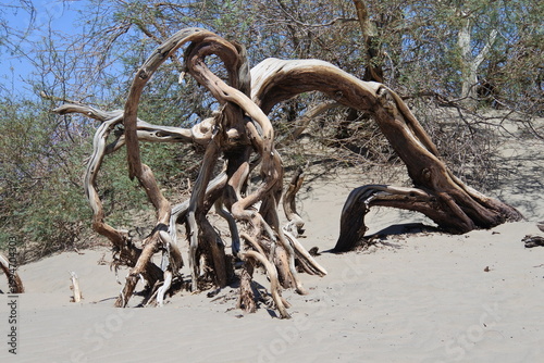 Alte Wurzel  in den Mesquite Sanddünen im Death Valley