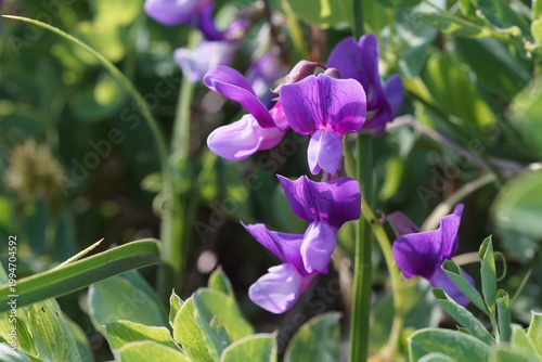 Photos ハマエンドウの花