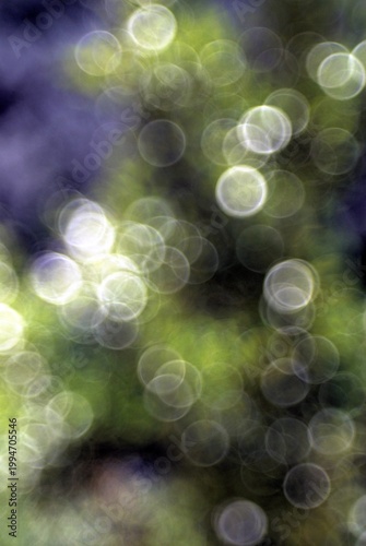 Bright spheres of early spring in Italy,April 17,2026.