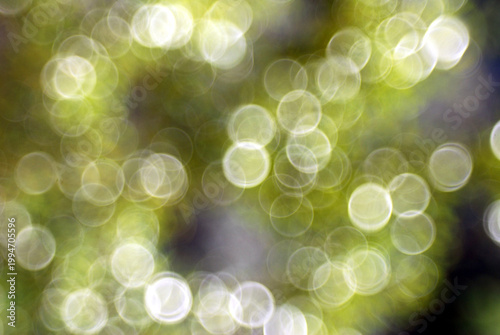 Bright spheres of early spring in Italy,April 17,2026.