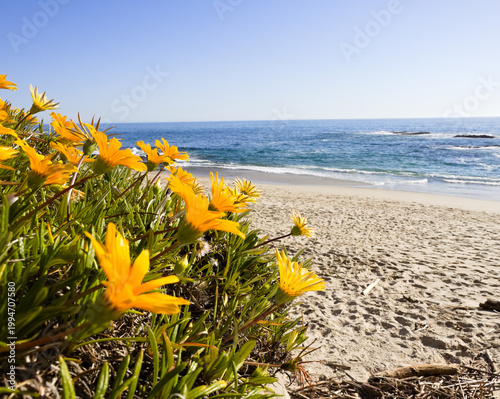 Yellow flowers above Aliso Beach Laguna Beach California
