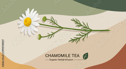 Organic chamomile tea concept with chamomile flower and natural background.