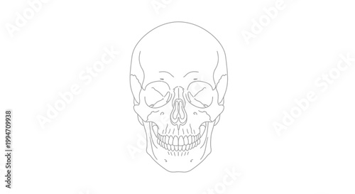 Human Skull Illustration Closeup View.