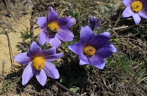 Pulsatílla Siberian Snowdrop