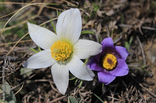 Pulsatílla Siberian Snowdrop