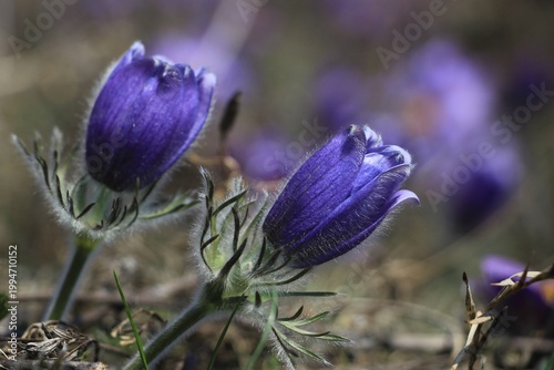 Pulsatílla Siberian Snowdrop