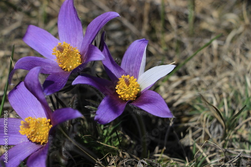 Pulsatílla Siberian Snowdrop