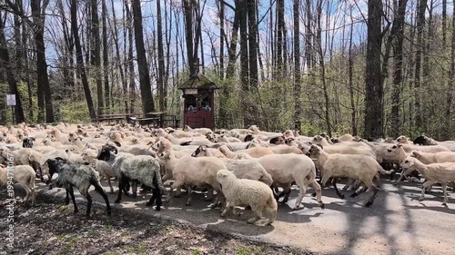 Large flock of sheep moving along a forest road in the Subcarpathian hills of Romania, surrounded by fresh spring foliage in a tranquil rural landscape.