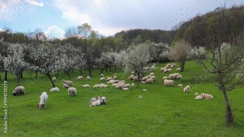 Peaceful flock of sheep grazing in a flowering orchard in the Subcarpathian hills of Romania, surrounded by lush green grass and blossoming trees during spring.