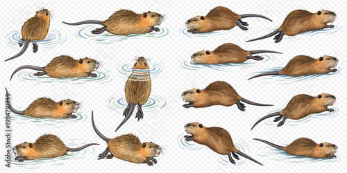 Set of Nutria or Coypu Rodents in Various Poses Swimming and Standing in Water.