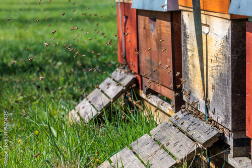 Honey bees flying around wooden beehives in a sunny green meadow, professional apiary in spring, concept of beekeeping, biodiversity and environmental protection