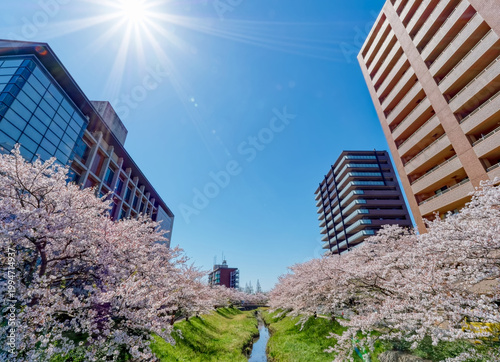 Cherry blossom trees in full bloom