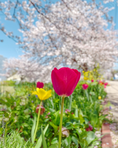 Cherry blossom trees in full bloom