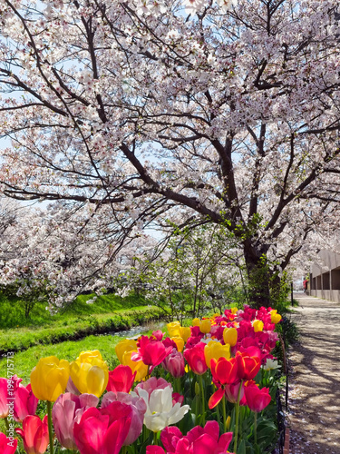 Cherry blossom trees in full bloom