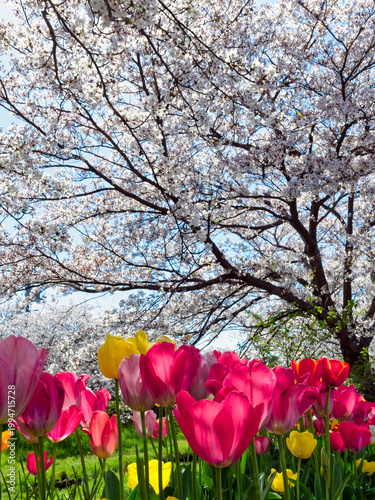 Cherry blossom trees in full bloom