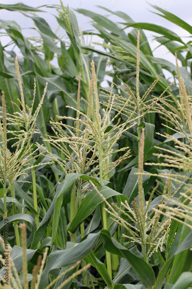 Obraz premium Sweetcorn flowers in close up