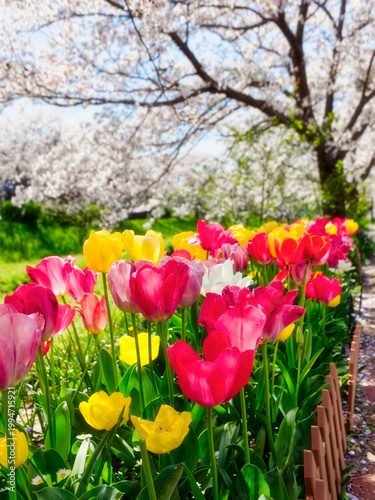 Cherry blossom trees in full bloom