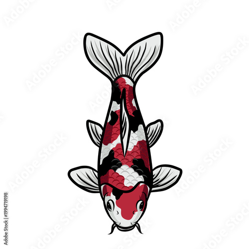 Koi fish top view illustration with detailed pattern and vibrant colors. Japanese ornamental fish vector isolated on white background, symbolizing luck and prosperity