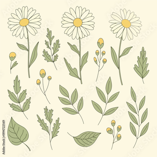 Daisy Wildflower Botanical Illustration Vector Set