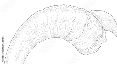 Curving Ram Horn Illustration - Detailed Sketch of Animal Antler