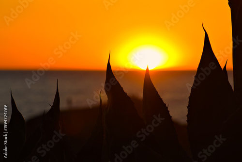 Agave silhouettes at sunset over Pacific Ocean Laguna Beach California