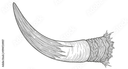 Vintage Illustration of a Narwhal Tusk, Single Unicorn Whale Horn Detailed Drawing