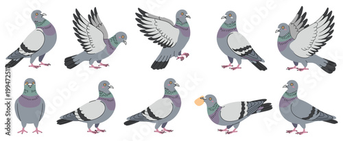 Pigeon Action Sequence: A collection of pigeon poses showcasing flight. Flying pigeon, bird in motion, urban bird, bird sequence, avian illustration.